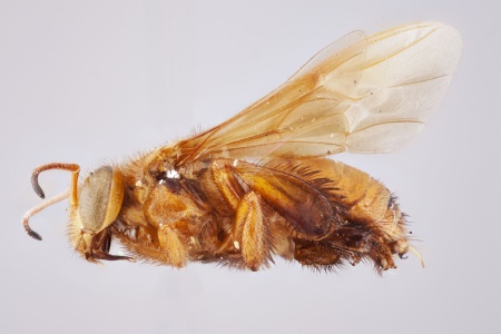 [Homotrigona fimbriata male (lateral/side view) thumbnail]